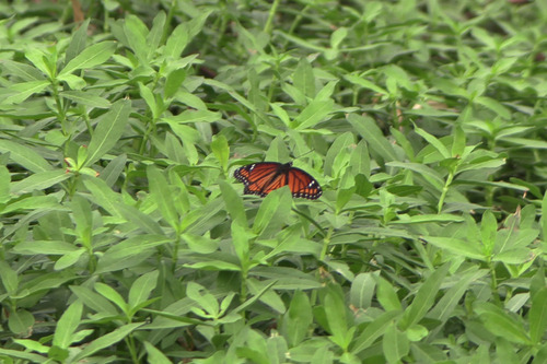 Viceroy