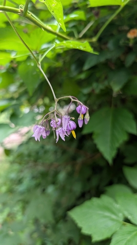 bittersweet nightshade