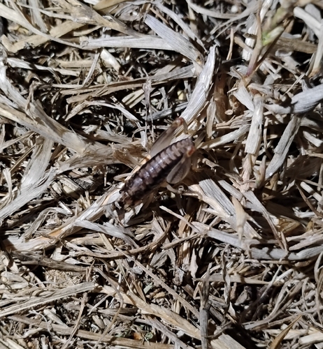 iNaturalist observation photo of Cnemotettix bifasciatus
