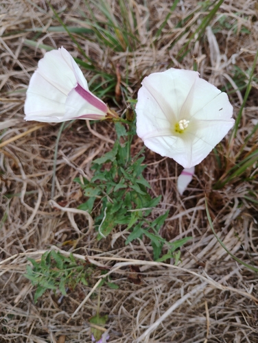 iNaturalist observation photo of coast morning glory
