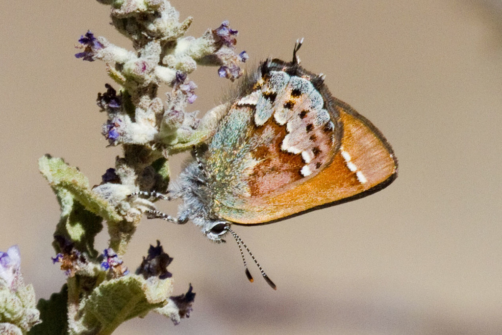 Loki's copper butterfly