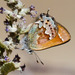 Callophrys loki - Photo (c) BJ Stacey, todos los derechos reservados