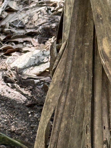 Brown Anole