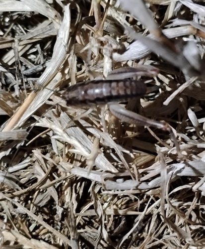iNaturalist observation photo of Camel Crickets
