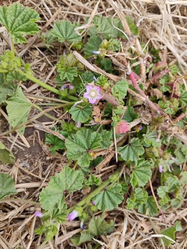iNaturalist observation photo of Mallows