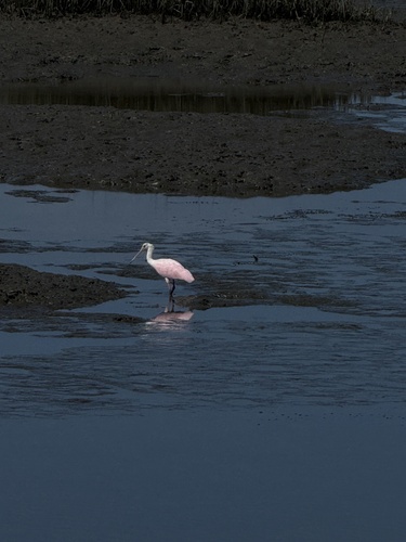 Roseate Spoonbill