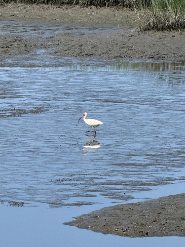 White Ibis