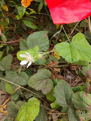 iNaturalist observation photo of trailing blackberry