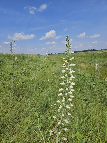 prairie false indigo