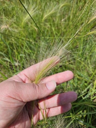Foxtail Barley