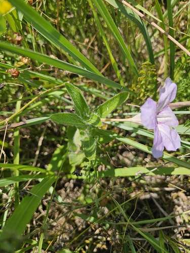 hairy ruellia