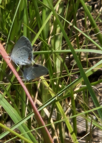 Eastern Tailed-Blue