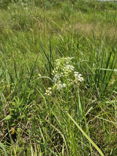 whorled milkweed