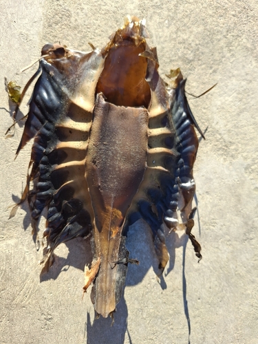Australian Elephantfish