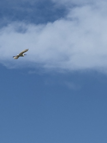 Great Egret