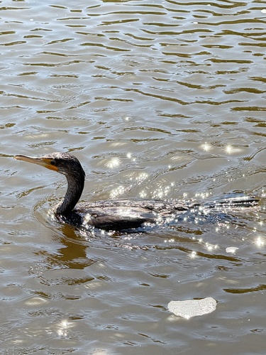 Double-crested Cormorant