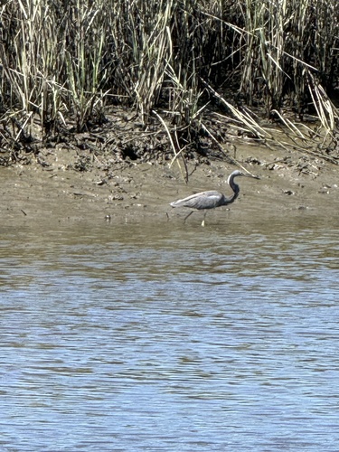 Tricolored Heron