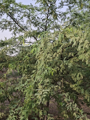 mesquite