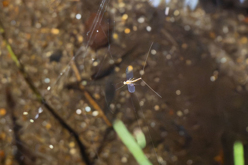 iNaturalist observation photo of Nixe