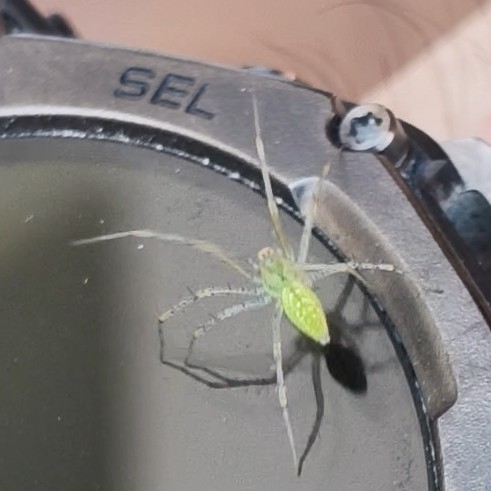 African Green Lynx Spider
