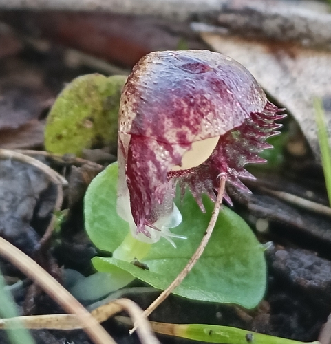 veined helmet-orchid
