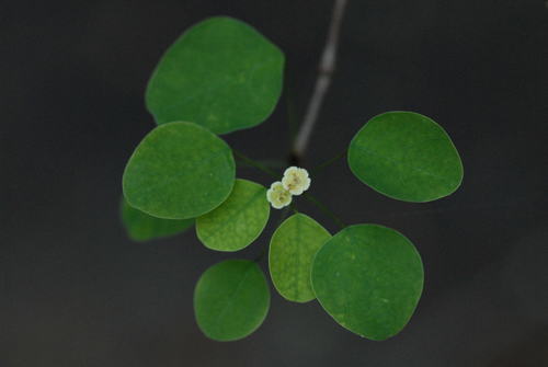 manchineel berry (Euphorbia petiolaris)