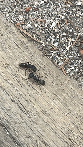 iNaturalist observation photo of Western Black Carpenter Ant