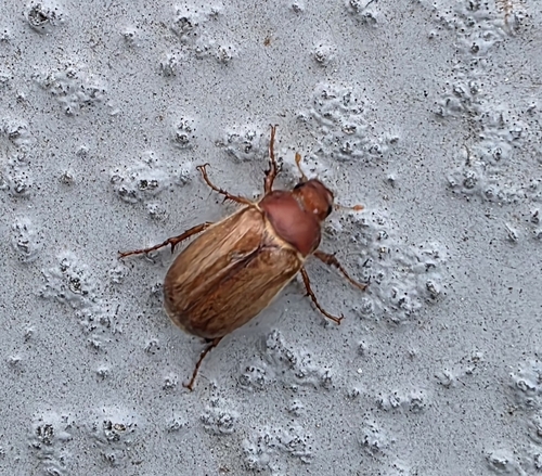 European Chafer