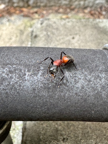 Camponotus obscuripes