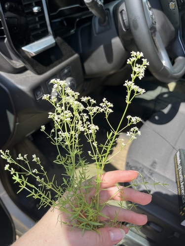 Northern Bedstraw