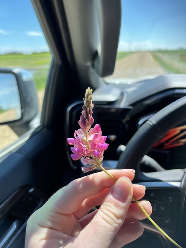 Sainfoin