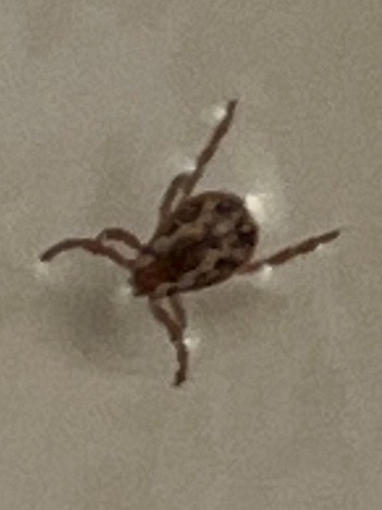 iNaturalist observation photo of Western Dog Tick