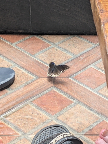 Great Eggfly