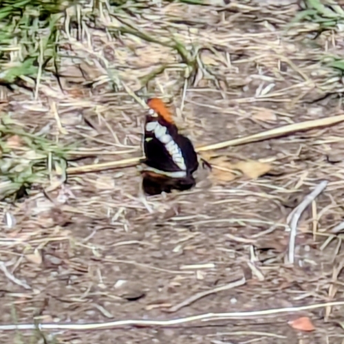 iNaturalist observation photo of Lorquin's Admiral