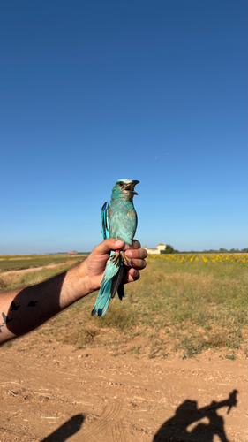 European Roller