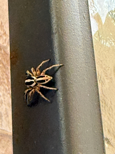 Pantropical Jumping Spider