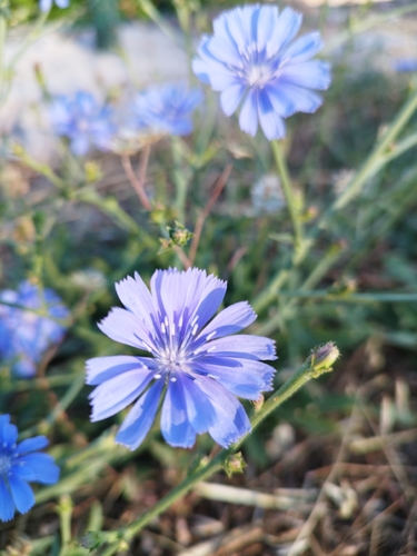 chicory