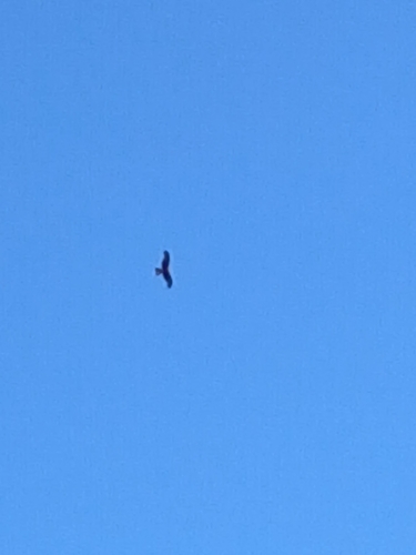 Black Kite