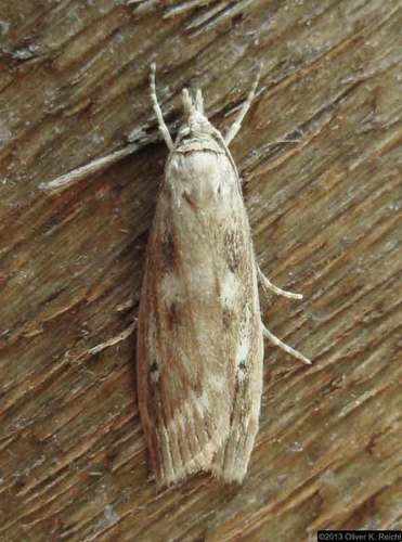 Occidentalia comptulatalis Hulst, 1886