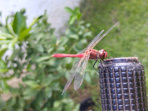 Ruddy Darter