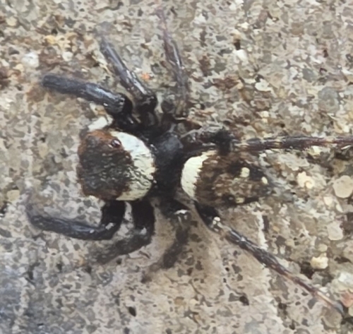 Adanson's House Jumper
