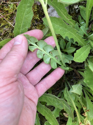 common moonwort
