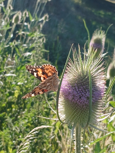 Painted Lady