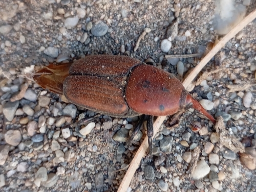 Red Palm Weevil