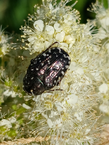 Mediterranean Spotted Chafer