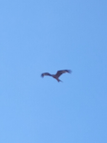 Red Kite