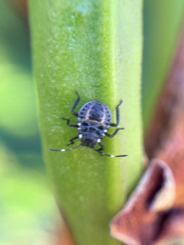 Brown Marmorated Stink Bug