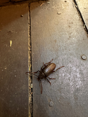 iNaturalist observation photo of California Root Borer