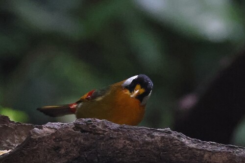 Silver-eared Mesia