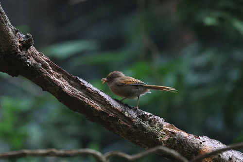 Rusty-fronted Barwing